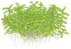 Tropica - Bacopa monnieri Compact SAKSI