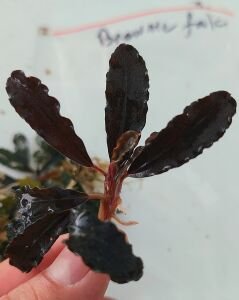 Bucephalandra brownie falcon ADET