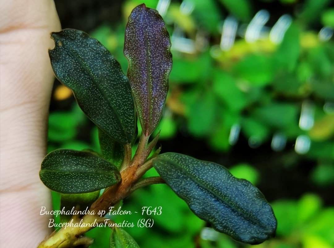 Bucephalandra brownie falcon ADET