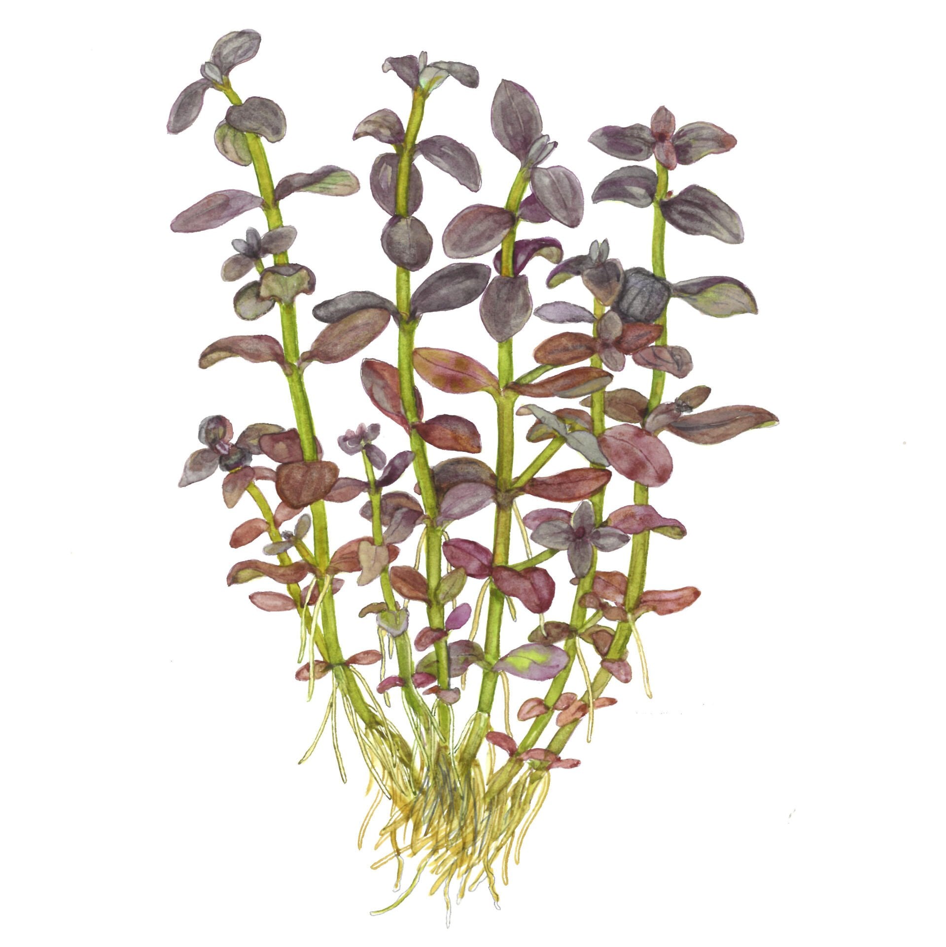 Tropica - Bacopa salzmannii \'Purple\' SAKSI