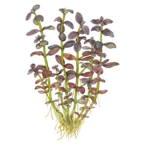 Tropica - Bacopa salzmannii \'Purple\' SAKSI