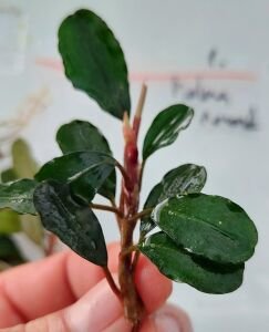 Bucephalandra brownie helena round ADET
