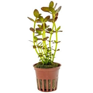 Tropica - Bacopa salzmannii \'Purple\' SAKSI