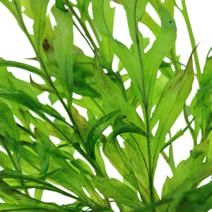 Tropica - Bolbitis heudelotii SAKSI