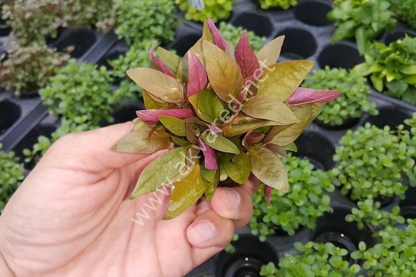 Alternanthera reineckii lilacina İTHAL ADET