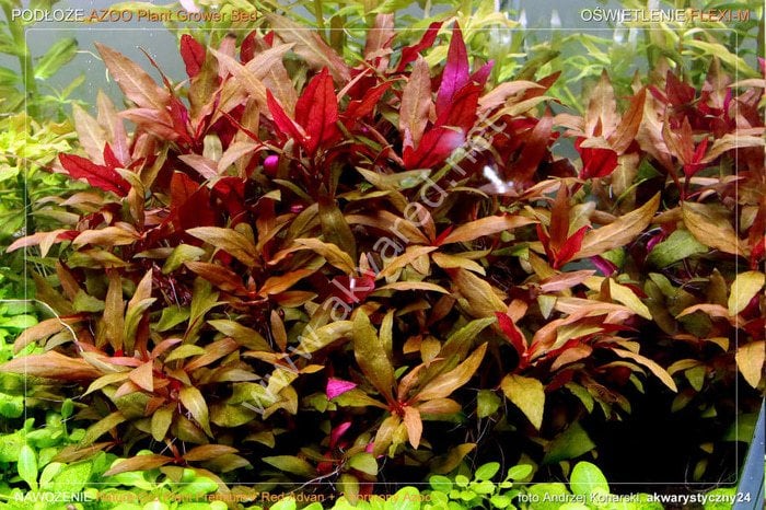 Alternanthera reineckii lilacina İTHAL ADET