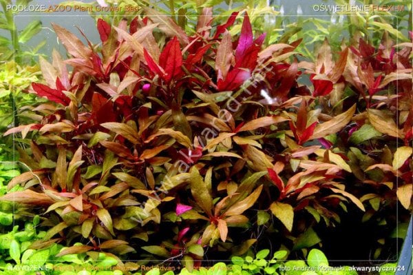 Alternanthera reineckii lilacina İTHAL ADET