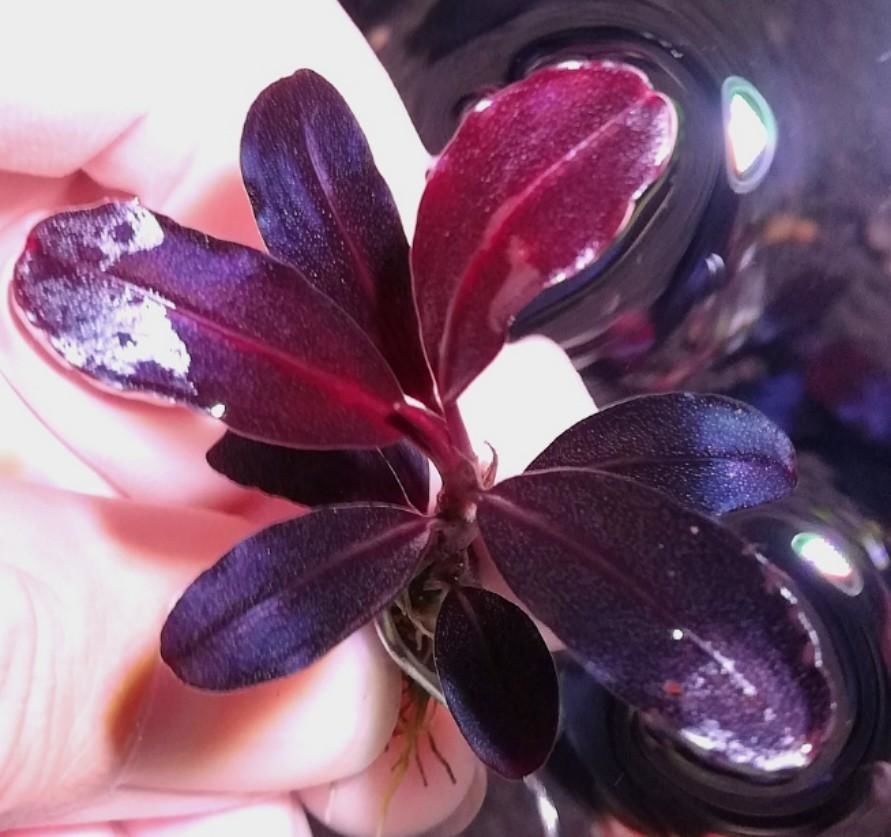 Bucephalandra brownie neo ADET