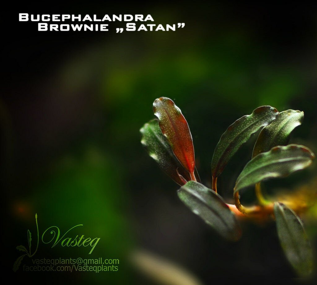 Bucephalandra brownie satan ADET
