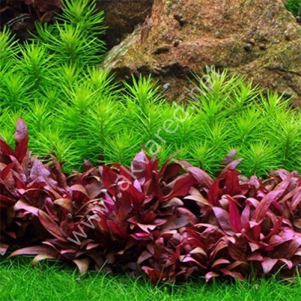 Alternanthera reineckii mini SAKSI