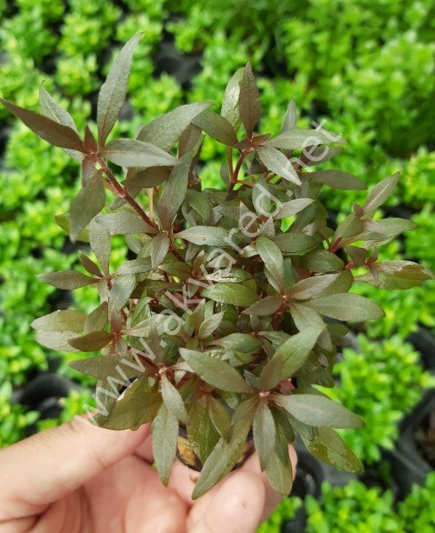 Alternanthera reineckii mini SAKSI