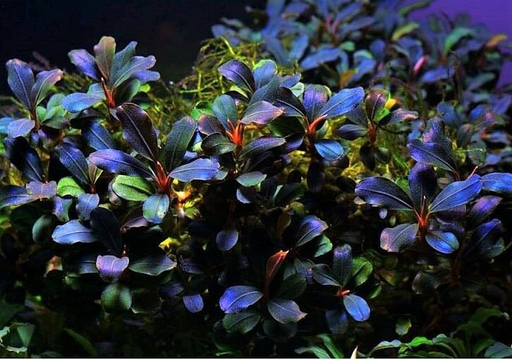 Bucephalandra deep purple ADET