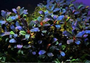 Bucephalandra deep purple ADET