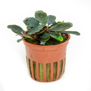 Tropica - Bucephalandra sordidula Blue SAKSI