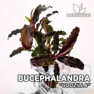 Bucephalandra godzilla ADET