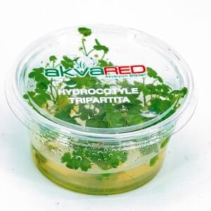 Hydrocotyle tripartita / sp. Japan IN VITRO CUP