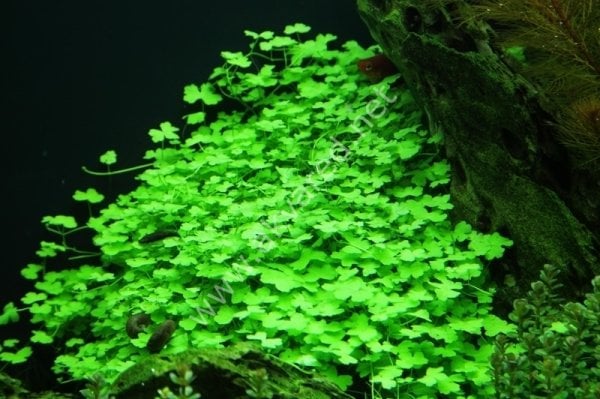 Hydrocotyle tripartita / sp. Japan IN VITRO CUP