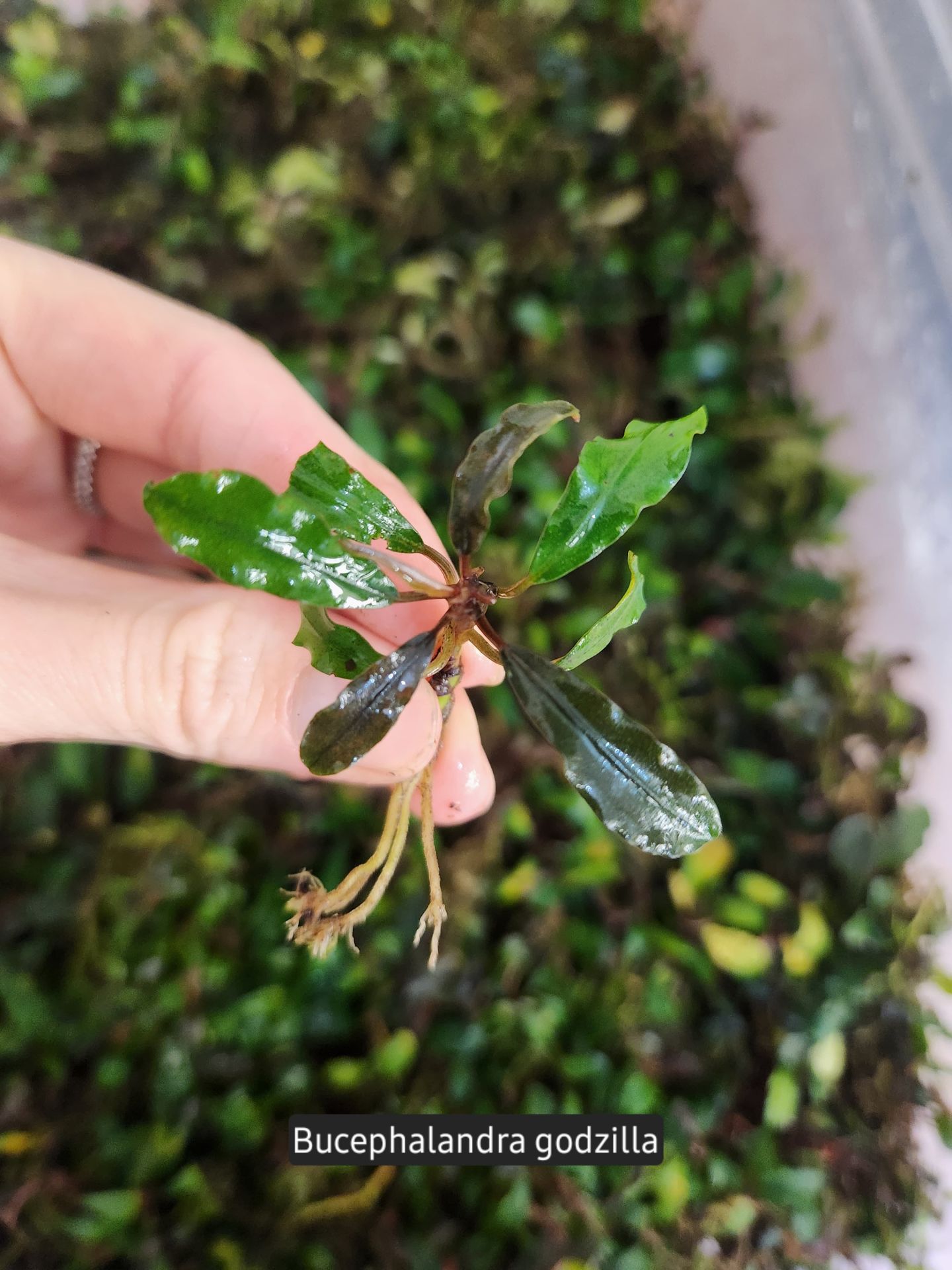 Bucephalandra godzilla ADET