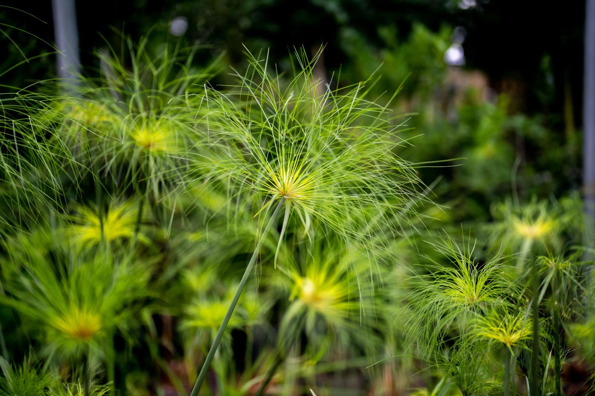 Cyperus papyrus İTHAL BUKET ÖN SİPARİŞ
