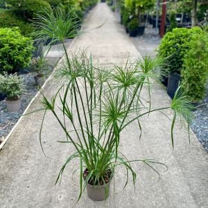 Cyperus papyrus İTHAL BUKET ÖN SİPARİŞ