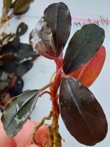 Bucephalandra metallic blue silat ADET