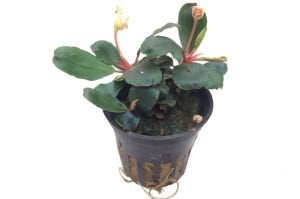 Tropica - Bucephalandra sp. Red SAKSI