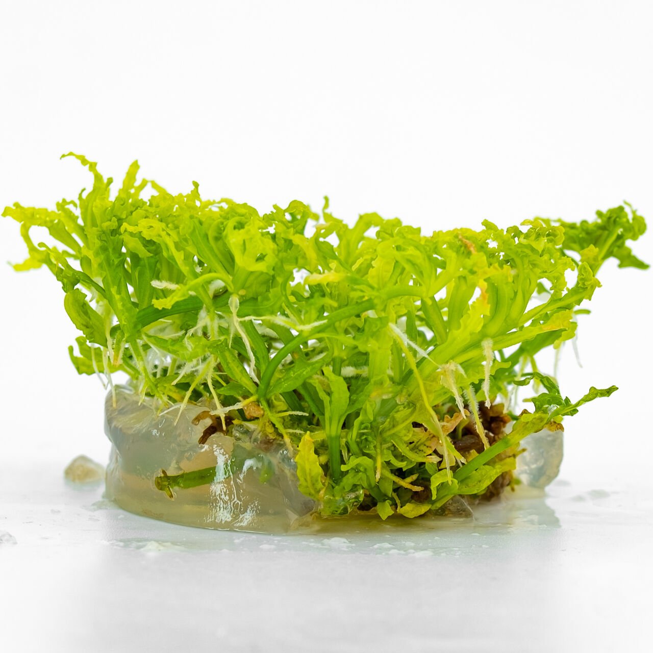 Pogostemon helferi IN VITRO CUP