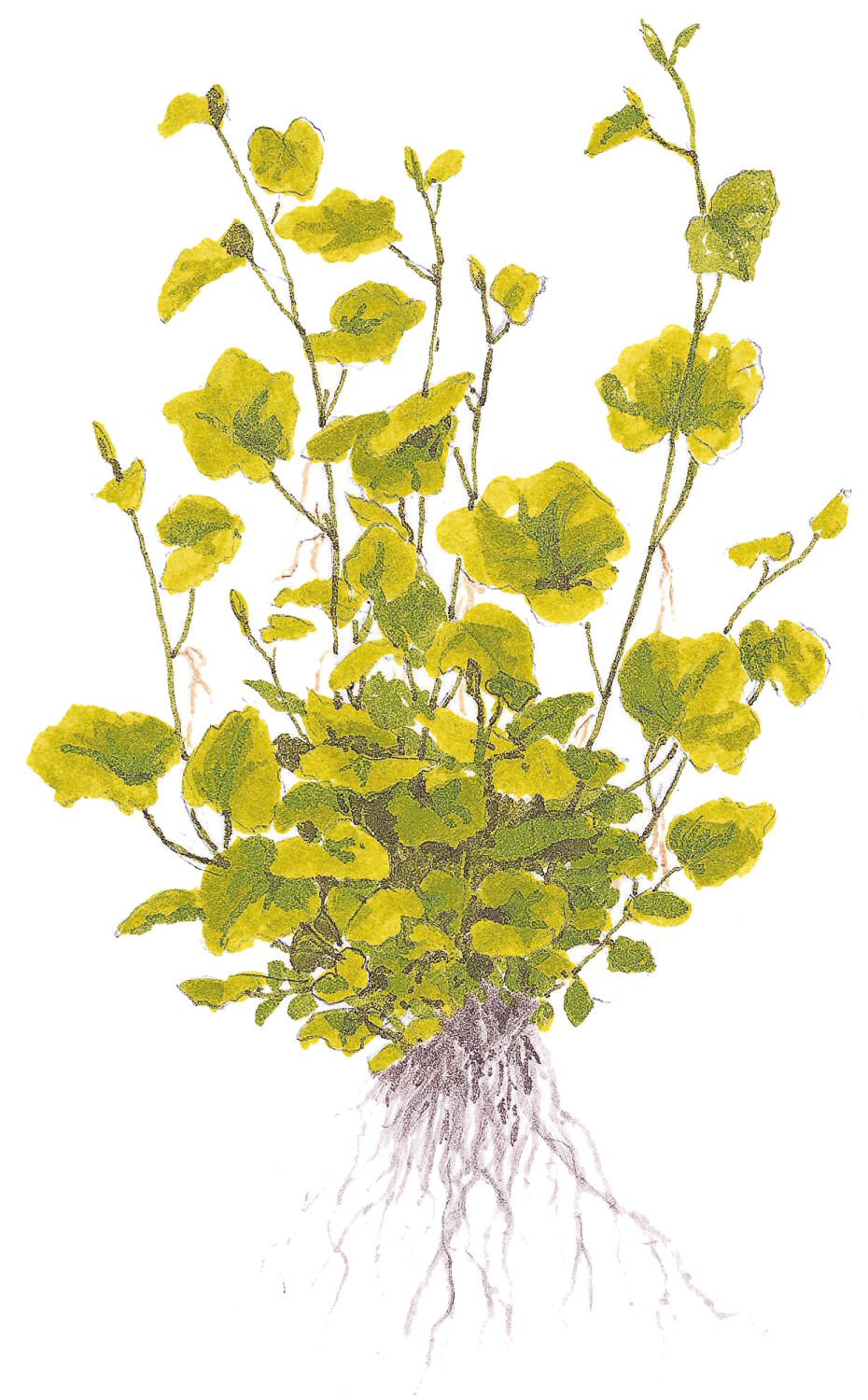 Tropica - Cardamine lyrata SAKSI