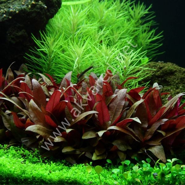 Alternanthera reineckii mini EXVITRO