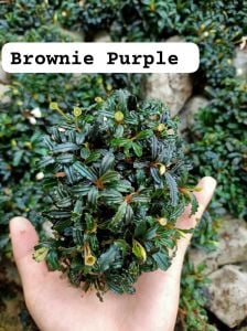 Bucephalandra brownie purple 10x10cm PORSİYON - ÖN SİPARİŞ