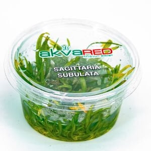 Sagittaria subulata IN VITRO CUP
