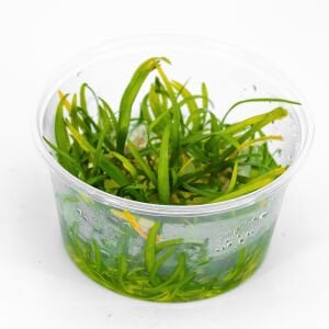 Sagittaria subulata IN VITRO CUP