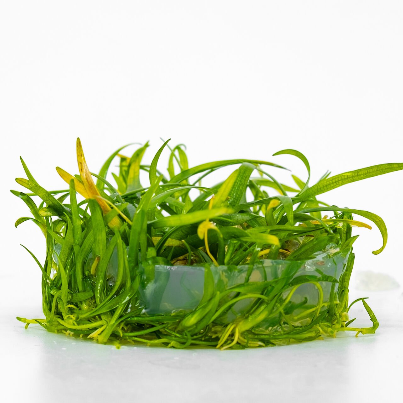 Sagittaria subulata IN VITRO CUP