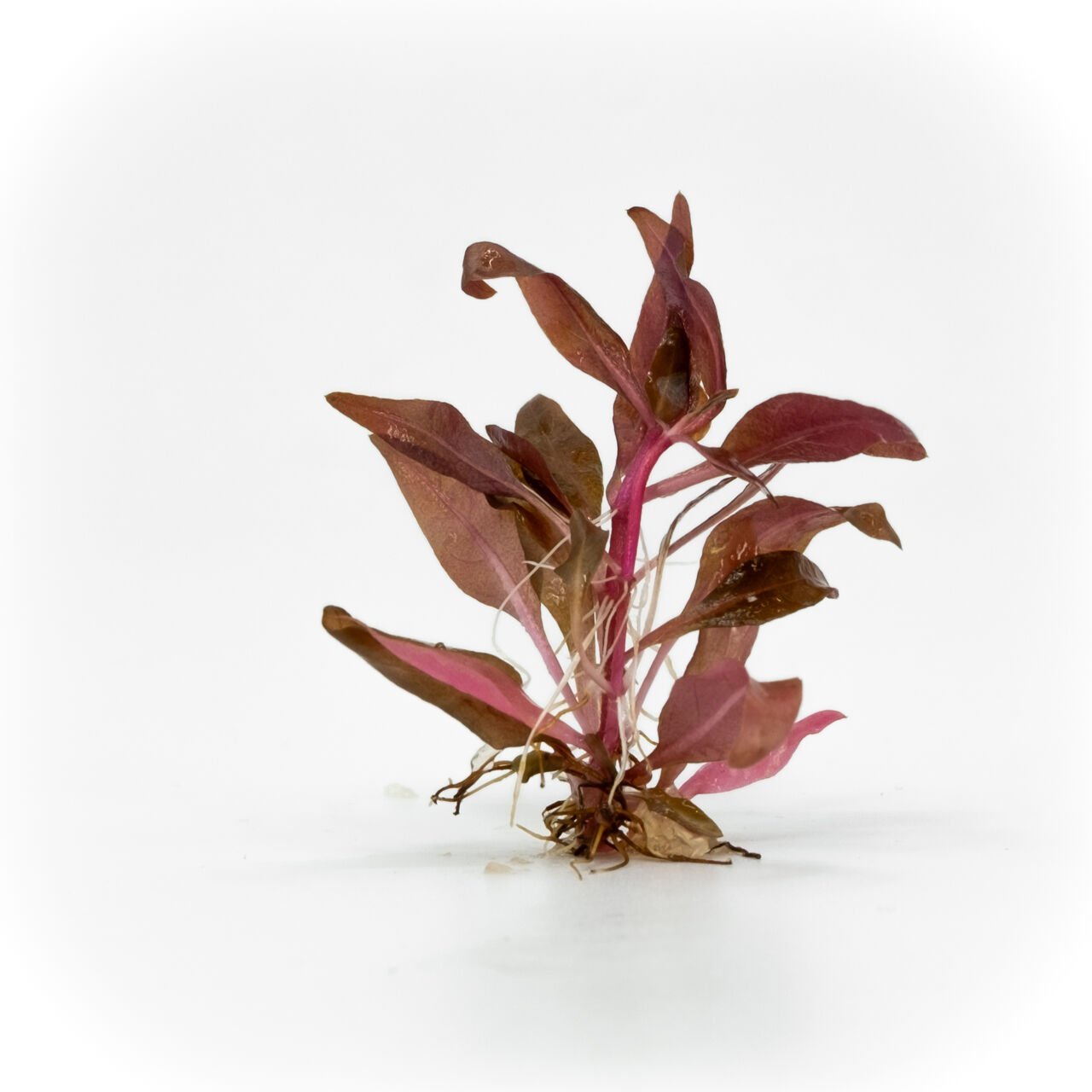 Alternanthera reineckii mini EXVITRO