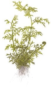 Tropica - Ceratopteris thalictroides SAKSI