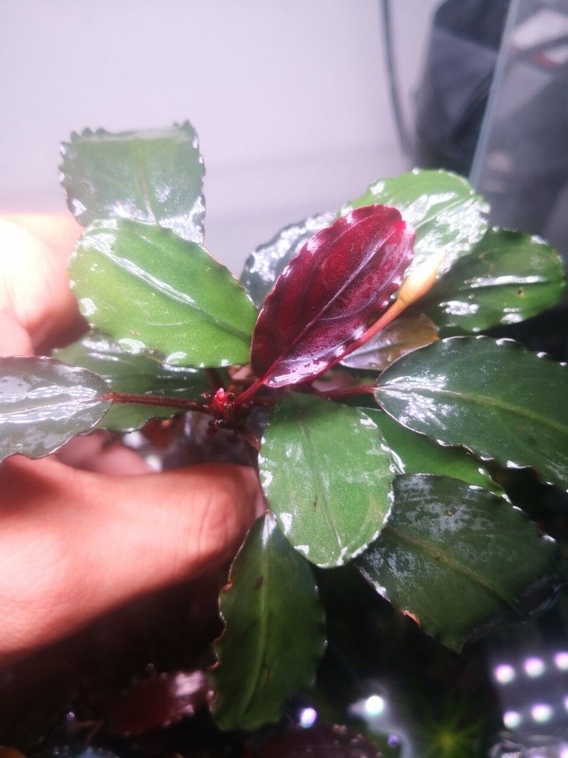 Bucephalandra zeus ADET