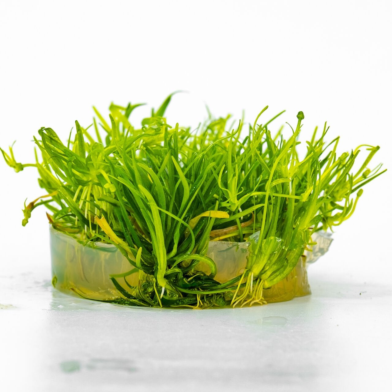 Echinodorus tenellus IN VITRO CUP