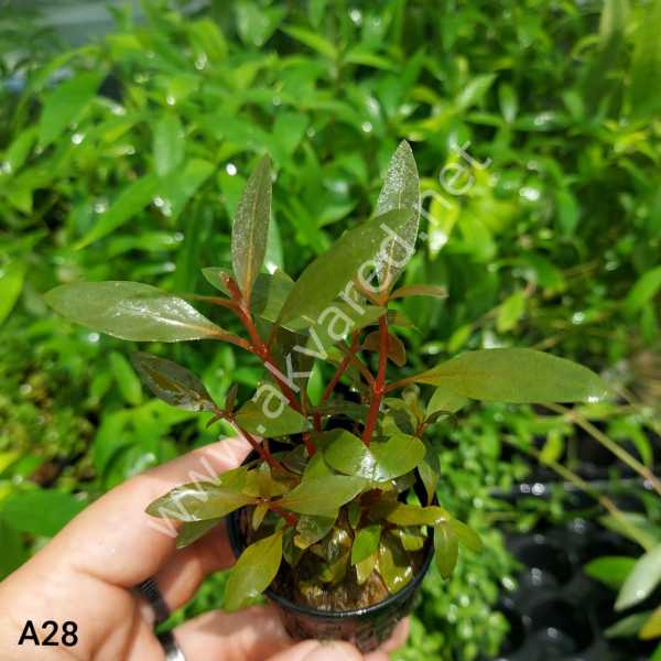 Alternanthera reineckii mini kerala SAKSI