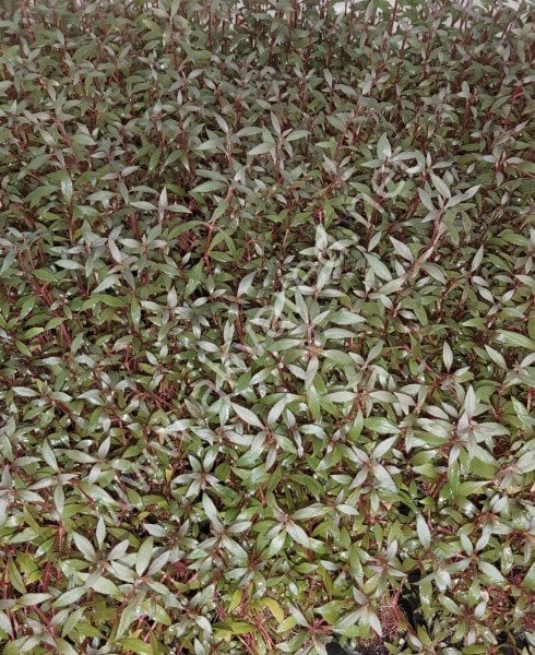 Alternanthera reineckii mini kerala SAKSI