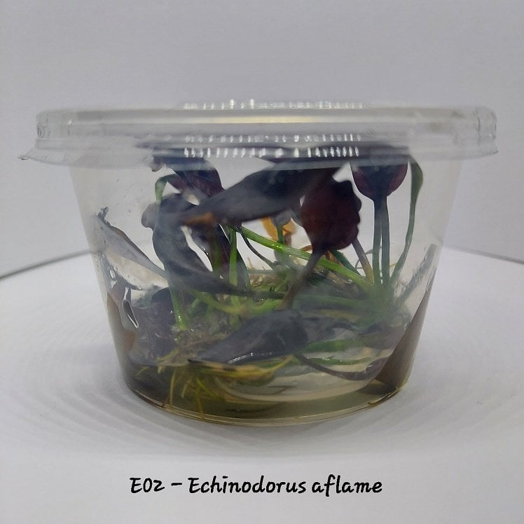 Echinodorus aflame IN VITRO CUP