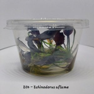 Echinodorus aflame IN VITRO CUP