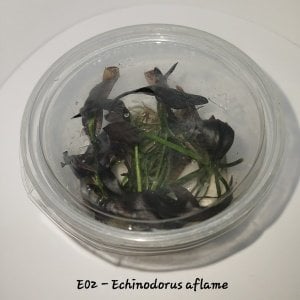 Echinodorus aflame IN VITRO CUP