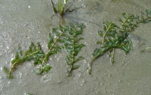 Potamogeton perfoliatus İTHAL BUKET ÖN SİPARİŞ