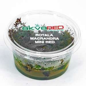 Rotala macrandra mini red IN VITRO CUP