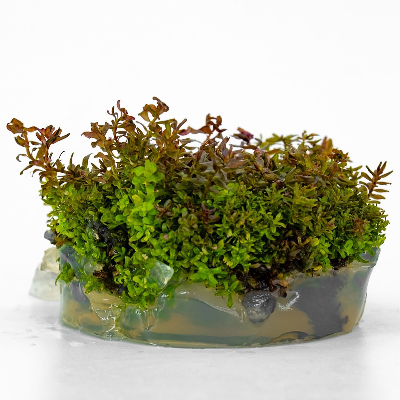 Rotala macrandra mini red IN VITRO CUP