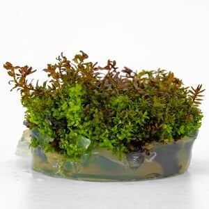 Rotala macrandra mini red IN VITRO CUP