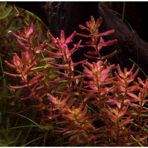Rotala macrandra mini red IN VITRO CUP