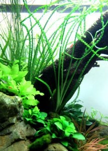 Tropica - Crinum calamistratum SAKSI