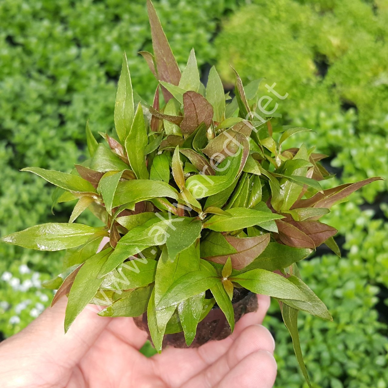 Alternanthera reineckii mini kerala İTHAL ADET