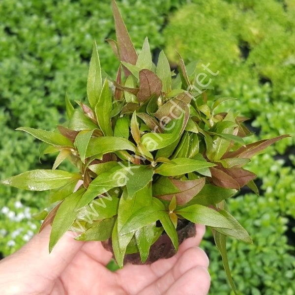 Alternanthera reineckii mini kerala İTHAL ADET